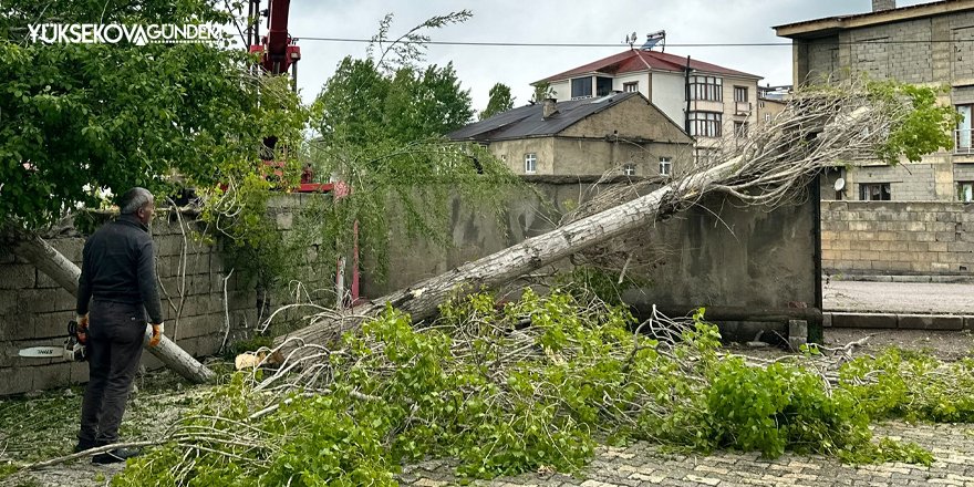 Yüksekova'da polenli ağaçların kesimi başladı