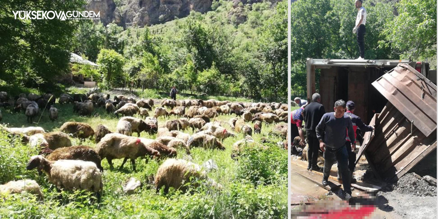 Hakkari'de tır devrildi, onlarca koyun telef oldu