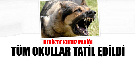 Derikde kuduz paniği