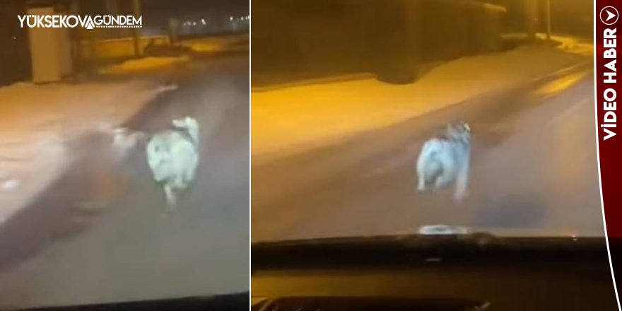 Yüksekova'da kurt görüntülendi