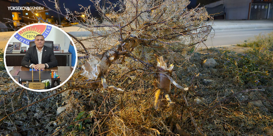 Yüksekova’da Orta Refüjde Kuruyan Ağaçlar Gece Yarısı Söküldü