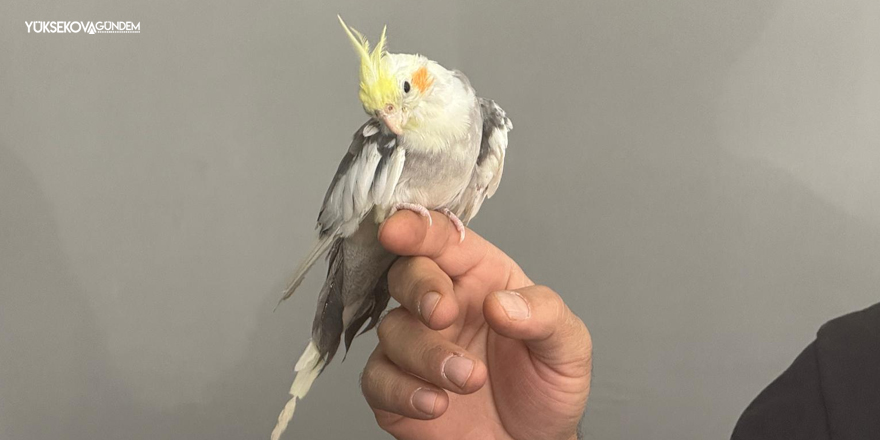 Sultan Papağanı ‘Mısto’ Esnafın Maskotu Oldu