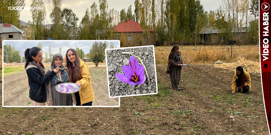 Yüksekova’da İlk Kez Denenen Dünyanın En Pahalı Bitkisi “Safran” Hasat Edildi