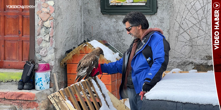 Doğaya bıraktığı Kızıl Şahin, iki yıl sonra kapısına geri döndü