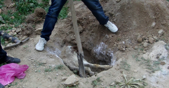 Diyadin'de kuduz vakası