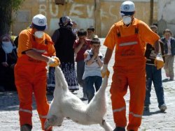 Tunceli de 4 kişiye saldıran köpek öldürüldü