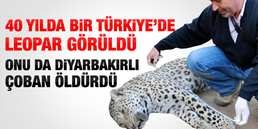 Diyarbakır'da leopar öldürüldü