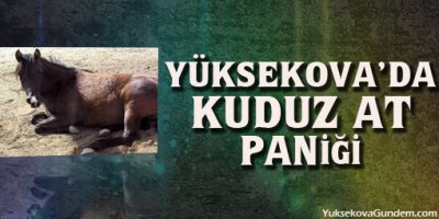 Yüksekovada Kuduz At Paniği