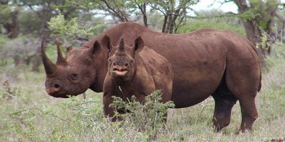 Nesli tükenen hayvan açık artırmayla öldürülecek!