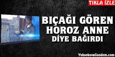 Bıçağı Gören Horoz ''ANNE'' Diye Bağırdı.
