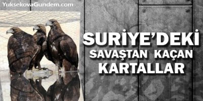 Suriye'deki savaştan kaçan Kartallar!