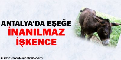 Antalya'da Eşeğe İnanılmaz İşkence