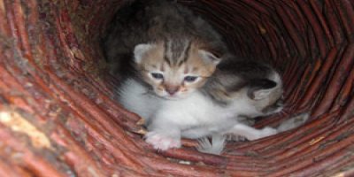 Burası artık onların yuvası