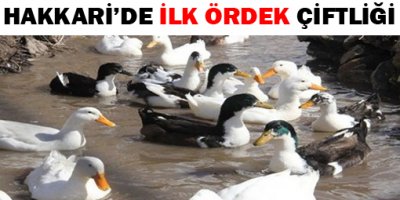 Hakkaride ilk Ördek Çiftliği kuruldu