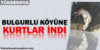 Bulgurlu (Navdiyan) Köyüne Kurtlar indi