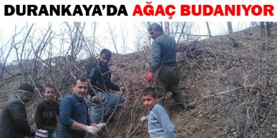 Durankaya'da ağaç budanıyor