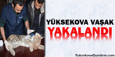 Yüksekova'da köy sakinleri vaşak yakaladı