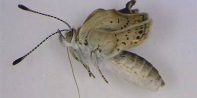 Fukuşima kelebekleri mutasyona uğrattı