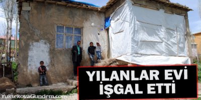 Hakkari'de bir evi yılanlar işgal etti