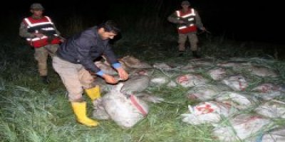 Vanda Kaçak Balık Operasyonu