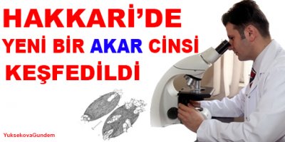 Hakkaride Yeni Bir Akar Cinsi Bulundu