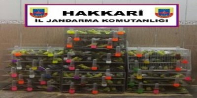 700 muhabbet kuşu ele geçirildi
