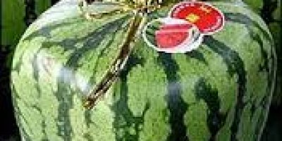 GDO'lu Ürün Tanımı Değiştirildi