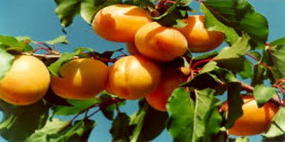 Kayısı fiyatlarını 'don' vurdu