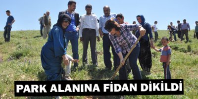 Park alanına çam fidanı dikildi