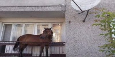 Ödünç Atı Çalınmasın Diye Balkonda Tuttu