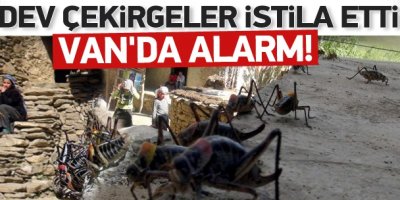 Van'ı dev çekirgeler istila etti