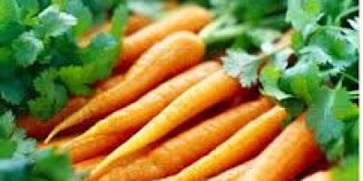 Havucun Hiç Duymadığınız Faydaları!