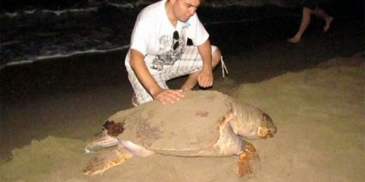 Kuşadasında kurtarılan caretta 7 ay sonra ölü bulundu