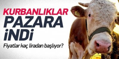 Kurbanlıklar pazara indi! İşte ilk fiyatları