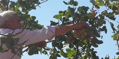 Antep fıstığı hasadı