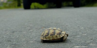 Yaban hayvanlarına ''yeşil'' köprü