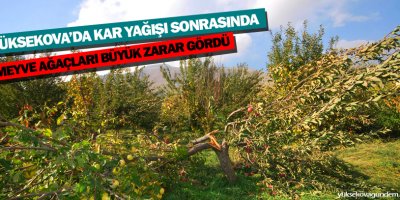 Yüksekovada Kar Yağışı Meyve Ağaçlarına Vurdu