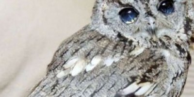 Uzay gözlü baykuş görenleri hayran bıraktı