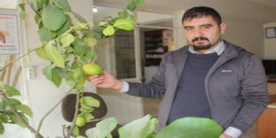 Hakkarili esnaf saksıda limon yetiştirdi