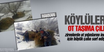 Çiftçilerin karda ot taşıma çilesi