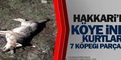 Aç kurtlar köydeki köpeklere saldırdı