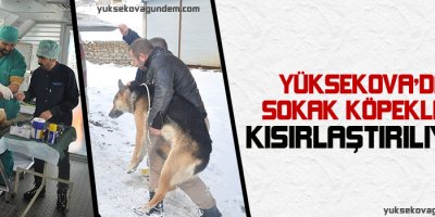 Yüksekova'da Sokak Köpekleri Kısırlaştırılıyor