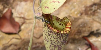 Etçil Bitki İşini Biliyormuş!