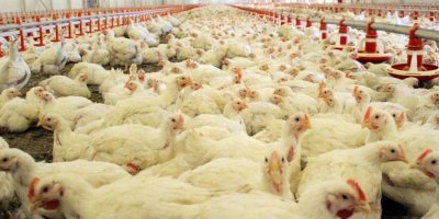 'Türkiye'de Organik Tavuk yok'