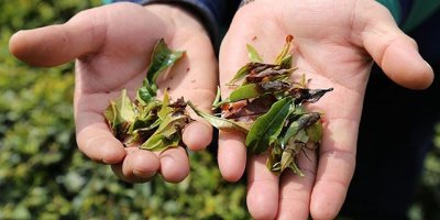 Elektronik burun'la kaliteli çay tespiti