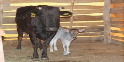 Yeni doğan ineğe sadece O sahip çıktı