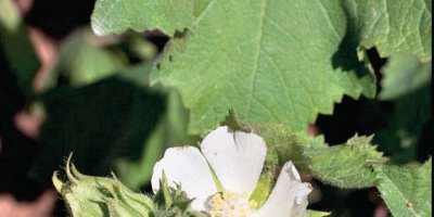 'Kitaaibelia vitifolia'yı koparana 38 bin 751 ceza kesilecek'