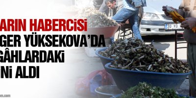 Baharın habercisi kenger tezgâhlardaki yerini aldı