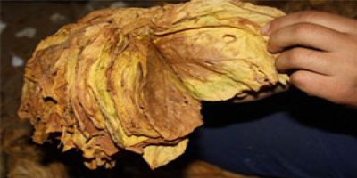 Tütüne küresel yasak gelebilir