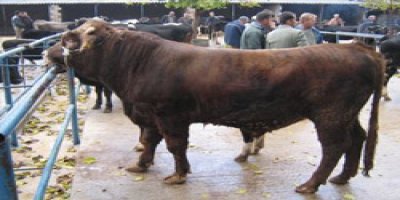 Bu yıl kurban ithalatı yok